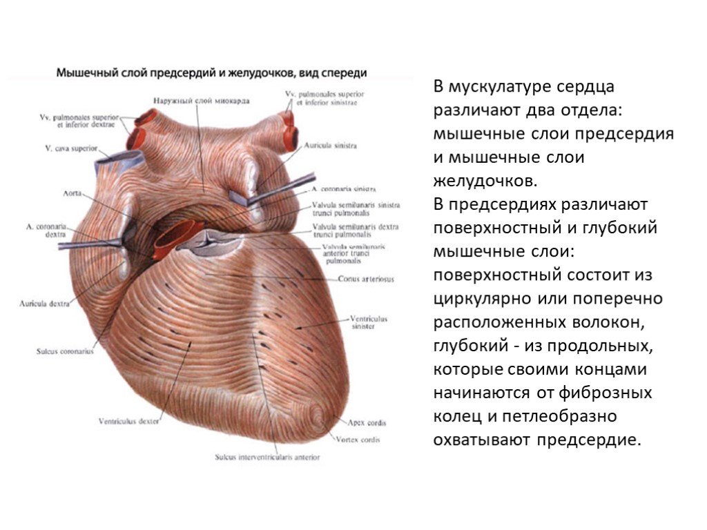 Миокард правого предсердия. Слои миокарда предсердий и желудочков. Сердечная мышца вид спереди схема. Слоев миокарда предсердий и желудочков сердца.. Мышечные слои предсердий.