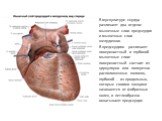 В мускулатуре сердца различают два отдела: мышечные слои предсердия и мышечные слои желудочков. В предсердиях различают поверхностный и глубокий мышечные слои: поверхностный состоит из циркулярно или поперечно расположенных волокон, глубокий - из продольных, которые своими концами начинаются от фибр