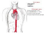 Части аорты: Восходящая Грудная брюшная Ветви дуги аорты: плечеголовной ствол, длиной около 3 — 4 cм, левая сонная артерия, левая подключичная артерия