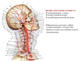 Артерии шеи и головы отходят от: плечеголовного ствола, левой сонной артерии, левой подключичной артерии Позвоночная артерия с обеих сторон проходит в отверстиях боковых отростков шейного отдела позвоночника