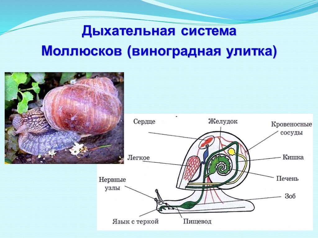 Виноградная улитка орган. Брюхоногие моллюски дыхательная система. Дыхательная система улитки прудовика. Органы дыхательной системы моллюсков. Органы дыхания брюхоногих моллюсков.