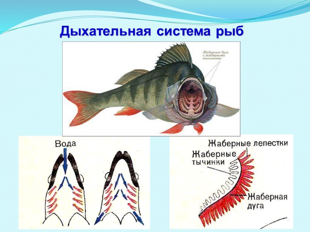 Как дышат рыбы в воде. Система органов дыхания рыб. Органы дыхательной системы у рыб. Дыхательная система рыб схема. Строение дыхательной системы рыб.