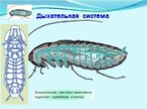 Дыхательная система насекомого (крупные трахейные стволы). Дыхательная система