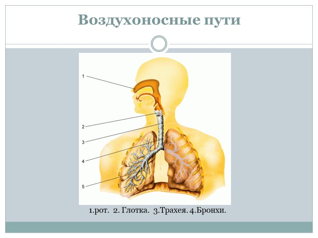 Органы дыхания и газообмен 7 класс презентация