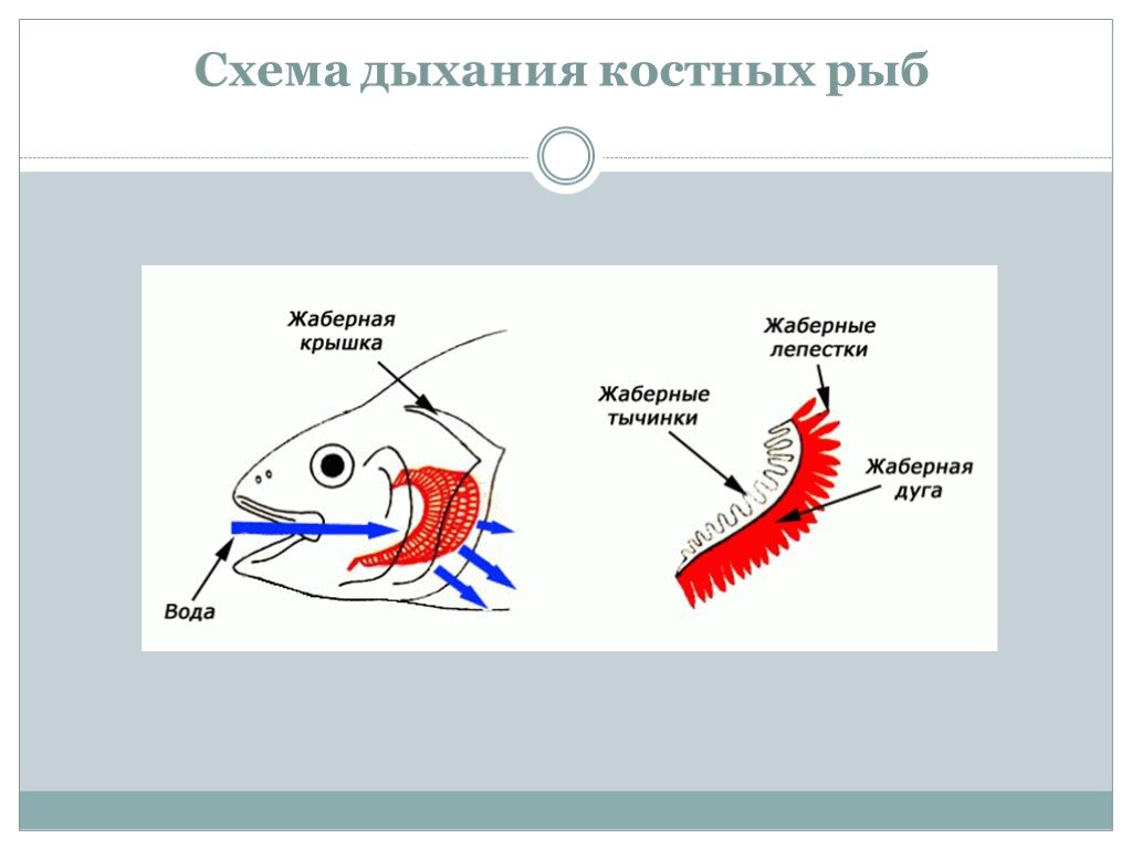 Кожно жаберное дыхание