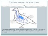 Дыхательная система птиц. Она самая совершенная среди наземных позвоночных. Легкие - система все более ветвящихся трубочек – проточные. Они соединены с воздушными мешками.