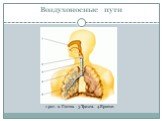Воздухоносные пути. 1.рот. 2. Глотка. 3.Трахея. 4.Бронхи.