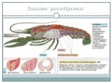 Дыхание ракообразных