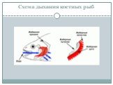 Схема дыхания костных рыб