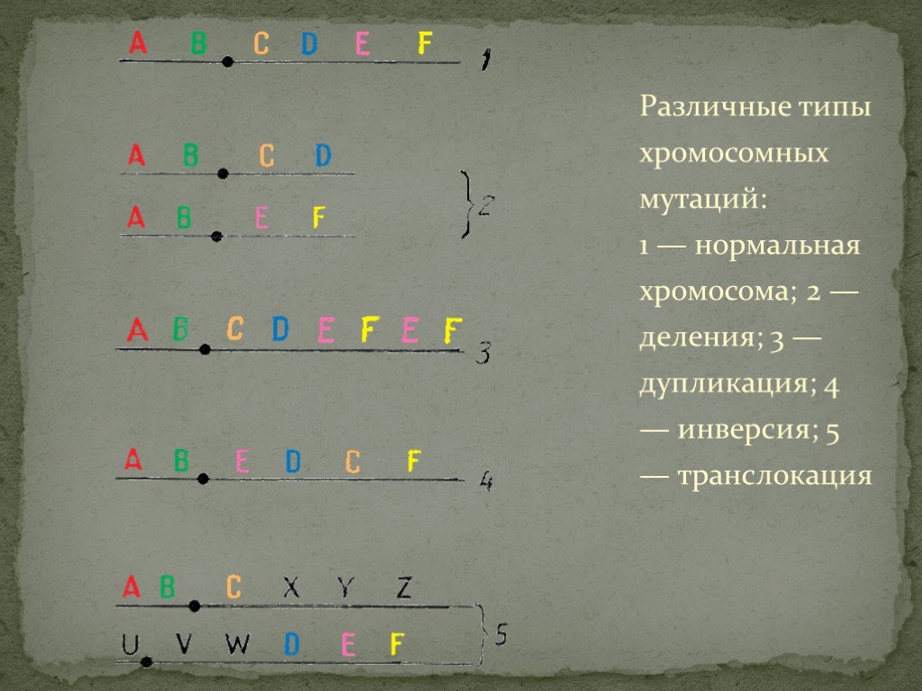 Типы хромосомных мутаций. Различные типы хромосомных мутаций. Деление хромосомных мутаций. Виды хромосомных мутаций без подписей. Исходная хромосома содержала последовательность генов.