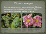Полиплоидия. Кратное увеличение числа хромосом. Широко используется в селекции растений. Дает увеличение размеров плодов, цветов.