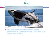 Кит. Кит - морское млекопитающее из отряда китообразных. Синий кит имеет длину тела 25 м-33 м, а вес- 90,120 т.