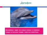 Дельфин. Дельфины- одни из самых умных и игривых среди остальных видов морских животных.