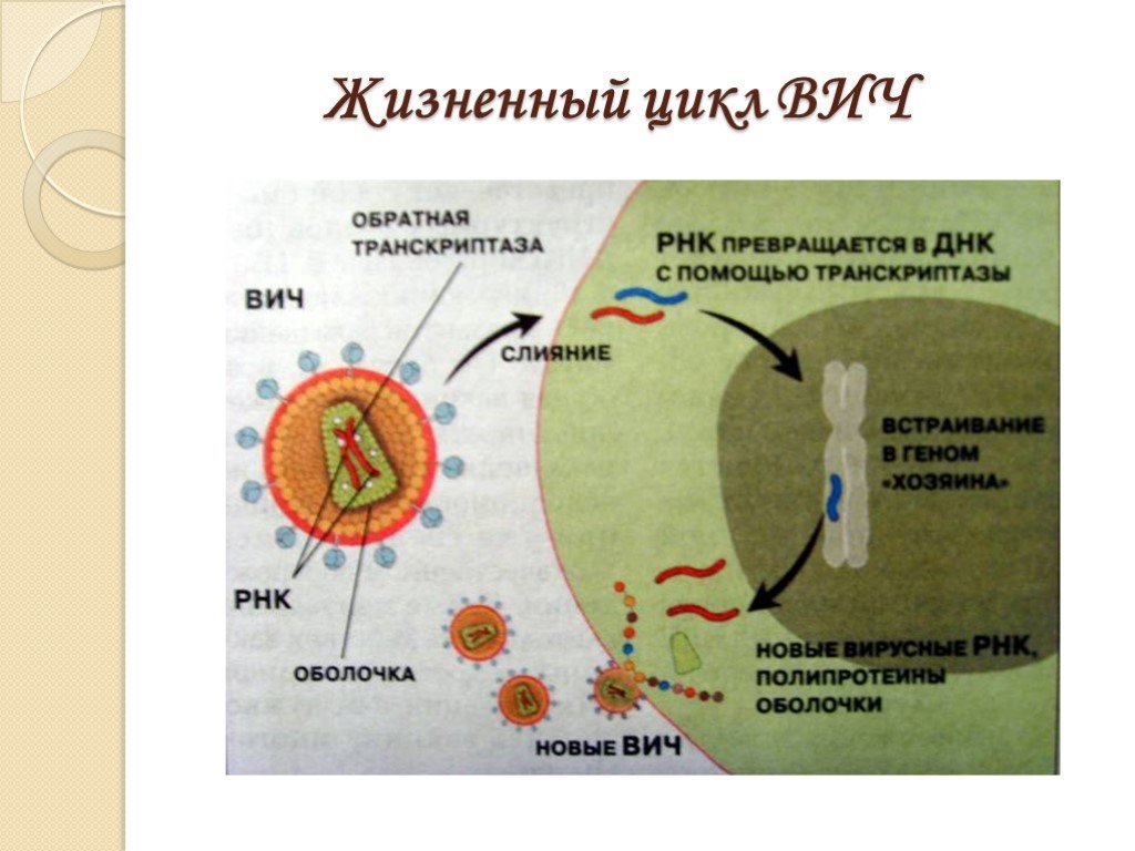 Вич биология. Цикл развития ВИЧ схема. ВИЧ схема развития вируса. Стадии цикла развития вируса ВИЧ. Жизненный цикл вируса ВИЧ схема.