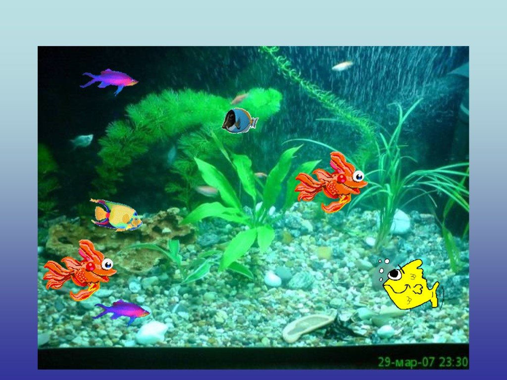 Обитатели аквариума 5 класс биология. Обитатели аквариума для детей. Презентация аквариумы и аквариумные рыбки. Рыбки для аквариума для презентации. Слайд рыбы аквариумные.