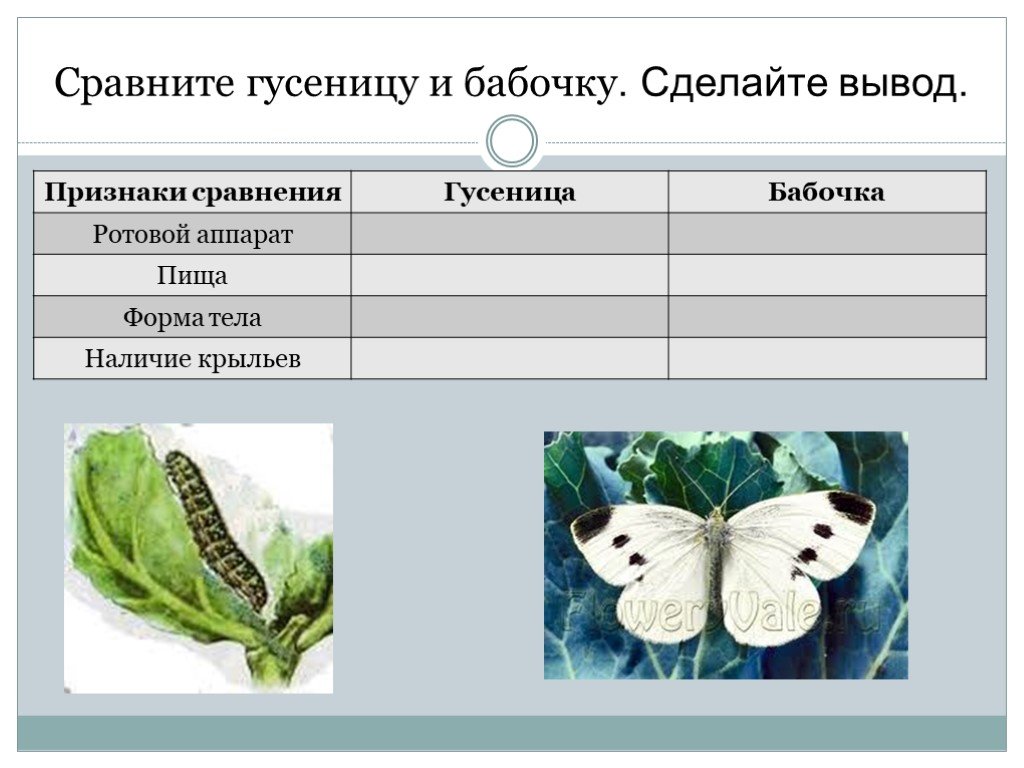 Бабочка какая признаки. Таблица особенности гусеницы особенности бабочки. Таблица по биологии 7 класс гусеницы бабочки. Сравнительная характеристика бабочки и гусеницы. Таблица сравнивания гусеницы и бабочки.