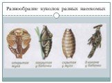 Разнообразие куколок разных насекомых