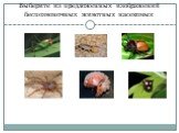 Выберите из предложенных изображений беспозвоночных животных насекомых