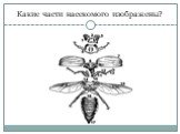 Какие части насекомого изображены?