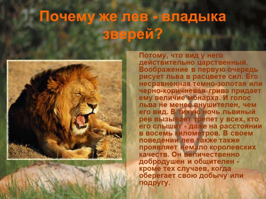 Какого года родился лев. Описание Льва. Доклад про Львов. Лев описание животного. Рассказ про Льва.