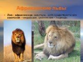 Африканские львы. Лев - африканское животное, хотя существуют и его азиатские - индийские, цейлонские - подвиды.