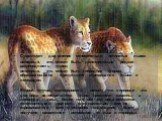 Существует два мнения относительно пятнистых львов: во-первых, это может быть, действительно редкая разновидность львов, во-вторых, это может быть гибридная форма, образовавшаяся в результате скрещивания львов и леопардов. Второй случай маловероятен, потому что в природе эта два вида не встречаются 