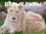 БЕЛЫЕ ЛЬВЫ. Белые львы не являются альбиносами, как принято считать. У них наблюдается почти нормальный цвет глаз. Убыток пигментации в цвете шерсти и цвете кожи, объясняется отсутствием соответствующего гена.