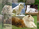 Белые львы очень редки. Крайне немногие львы имеют белую/коричневую генетическую пару. Такой лев (называемый гетерозиготным львом), чтобы породить белых львов, должен спариться со львицей, также имеющей белую/коричневую генетическую пару. Оба они могут передать либо «белый», либо «коричневый» ген; т