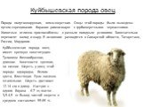 Куйбышевская порода овец. Порода полутонкорунная, мясо-шерстная. Овцы этой породы были выведены путем скрещивания баранов ромни-марш с грубошерстными черкасскими. Животные отлично приспособлены к разным погодным условиям. Замечательно переносят холод и жару. В основном разводятся в Самарской области