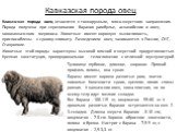 Кавказская порода овец. Кавказская порода овец относится к тонкорунным, мясо-шерстного направления. Порода получена при скрещивании баранов рамбулье, асканийских и овец новокавказского мериноса. Животные имеют хорошую выносливость, приспособлены к сухому климату. Разведением овец занимаются в России