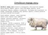 Алтайская порода овец. Алтайская порода овец относится к тонкорунным, мясо-шерстным породам. Матки комолые, бараны рогатые. Овцы этой породы получены путем скрещивания баранов рамбулье с мериносами. Эту породу овец выращивают во многих странах мира. Алтайские овцы довольно крупные, с отлично развиты