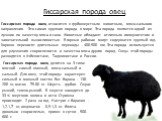 Гиссарская порода овец. Гиссарская порода овец относится к грубошерстным животным, мясо-сального направления. Это самая крупная порода в мире. Эта порода является одной из лучших по качеству мяса и сала. Животные обладают отличным иммунитетом и замечательной выносливостью. В горных районах могут сод