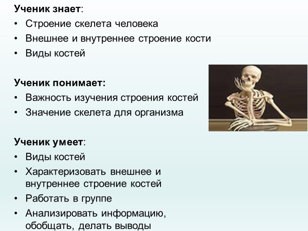 Значение скелета. Какого значение скелета. Строение скелета человека кратко. Строение скелета человека ЕГЭ.