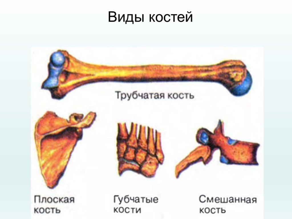 Выберите губчатую кость. Кости трубчатые губчатые плоские смешанные. Типы костей губчатые трубчатые. Строения трубчатой и плоской кости. Классификация костей человека анатомия.