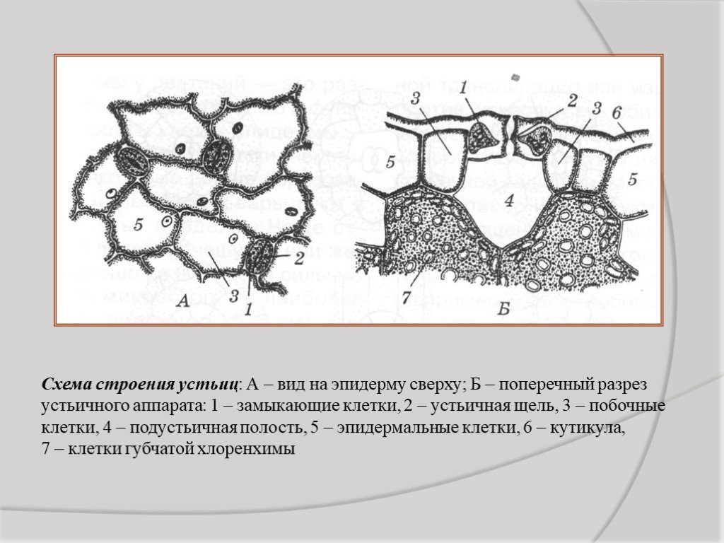 Рисунок устьица листа