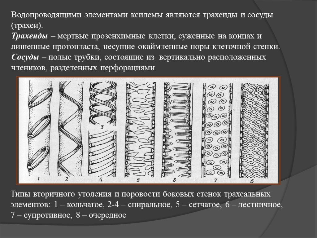 4 проводящая. Сосуды и трахеиды ксилемы. Типы сосудов ксилемы. Строение и типы сосудов растений. Типы утолщений сосудов ксилемы.