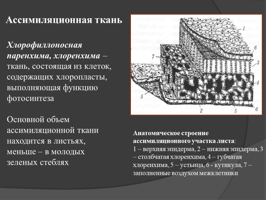 Ассимиляционная ткань. Ассимиляционная паренхима (хлоренхима). Ассимиляционная ткань хлоренхима функция. Ткань хлоренхима строение. Строение ассимиляционной ткани растений.