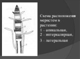 Схема расположения меристем в растении: 1 – апикальная, 2 – интеркалярная, 3 – латеральная