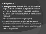 2. Вторичные Латеральные, или боковые, располагаются параллельно боковым поверхностям осевых органов, обеспечивают их рост в толщину: - Камбий (дает начало вторичным проводящим тканям) - Феллоген (дает начало перидерме) Раневые меристемы образуются в местах повреждения тканей и органов и дают начало