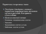 Первичные покровные ткани. Эпидерма (эпидермис, кожица) – первичная покровная ткань надземных органов растений. Как правило, однослойная Цитологический состав: Основные эпидермальные клетки Трихомы Замыкающие клетки устьиц Побочные клетки устьиц