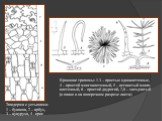 Эпидерма с устьицами: 1 – буквица, 2 – арбуз, 3 – кукуруза, 4 - ирис. Кроющие трихомы: 1-3 – простые одноклеточные, 4 – простой многоклеточный, 5 – ветвистый много- клеточный, 6 – простой двурогий, 7,8 – звездчатый (в плане и на поперечном разрезе листа)
