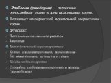 Эпиблема (ризодерма) – первичная однослойная ткань в зоне всасывания корня. Возникает из первичной апикальной меристемы корня. Функции: Поглощение почвенного раствора Защитная Цитологическая характеристика: Клетки изодиаметрические, тонкостенные без межклетников, кутикулы и устьиц Богаты митохондрия