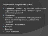 Вторичные покровные ткани. Перидерма – сложная, паренхимная, многослойная вторичная покровная ткань стеблей и корней многолетних растений Образование: На побегах – из феллогена, образующегося из клеток основной паренхимы, лежащих под эпидермой На корнях – из перицикла Функции: Защитная Газо- и водоо