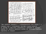 Типы заложения перидермы: 1 – в субэпидермальном слое у бузины, 2 – в эпидерме у ивы, 3 – во внутреннем слое коры у малины душистой; В – волокна, К – кора, Колл – колленхима, П – перидерма, Ф – феллема (пробка), Фг – феллоген (пробковый камбий), Фд – феллодерма (пробковая паренхима), Э – эпидерма