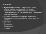 Ксилема. Ксилема (древесина) – проводящая ткань, обеспечиваюая восходящий ток воды, неорганических и органических веществ, синтезирующихся в клетках корней, к наземным органам растения По происхождению различают первичную (формируется из прокамбия) и вторичную (из камбия) Функции: Проводяая Запасающ