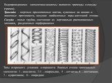 Водопроводящими элементами ксилемы являются трахеиды и сосуды (трахеи). Трахеиды – мертвые прозенхимные клетки, суженные на концах и лишенные протопласта, несущие окаймленные поры клеточной стенки. Сосуды – полые трубки, состоящие из вертикально расположенных члеников, разделенных перфорациями. Типы