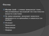 Флоэма. Флоэма (луб) – сложная проводящая ткань, обеспечивающая нисходящий ток пластических веществ в растении По происхождению различают первичную (формируется из прокамбия) и вторичную (из камбия) Функции: Проводящая Запасающая Опорная