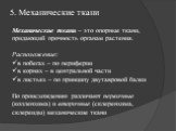 5. Механические ткани. Механические ткани – это опорные ткани, придающий прочность органам растения. Расположение: в побегах – по периферии в корнях – в центральной части в листьях – по принципу двутавровой балки По происхождению различают первичные (колленхима) и вторичные (склеренхима, склереиды) 