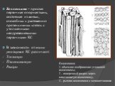 Колленхима – простая первичная опорная ткань, состоящая из живых, способных к растяжению прозенхимных клеток с утолщенными неодревесневшими первичными КС В зависимости от типа утолщения КС различают: Уголковую Пластинчатую Рыхлую. Колленхима: 1- объемное изображение уголковой колленхимы; 2 – попереч