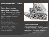 Ассимиляционная ткань. Анатомическое строение ассимиляционного участка листа: 1 – верхняя эпидерма, 2 – нижняя эпидерма, 3 – столбчатая хлоренхима, 4 – губчатая хлоренхима, 5 – устьица, 6 - кутикула, 7 – заполненные воздухом межклетники. Хлорофиллоносная паренхима, хлоренхима – ткань, состоящая из к